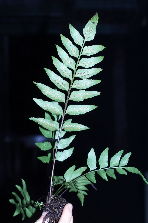 Aspleniaceae Asplenium feei