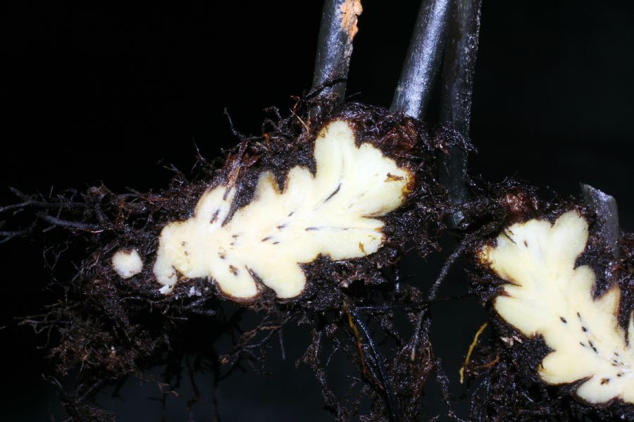 Aspleniaceae Asplenium juglandifolium