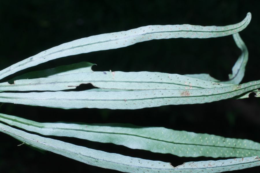 Polypodiaceae Campyloneurum angustifolium