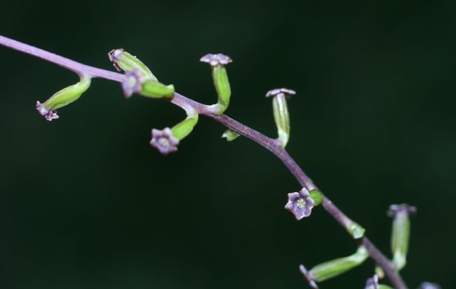 Dioscoreaceae Dioscorea bulbifera