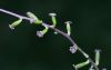 image of Dioscorea bulbifera