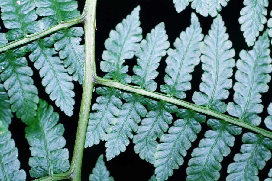 Athyriaceae Diplazium sp1