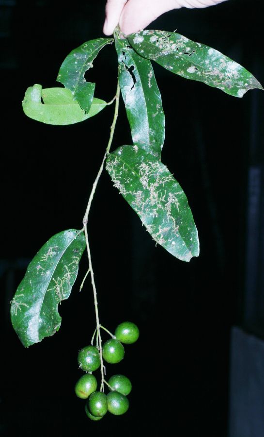 Menispermaceae Hyperbaena eladioana