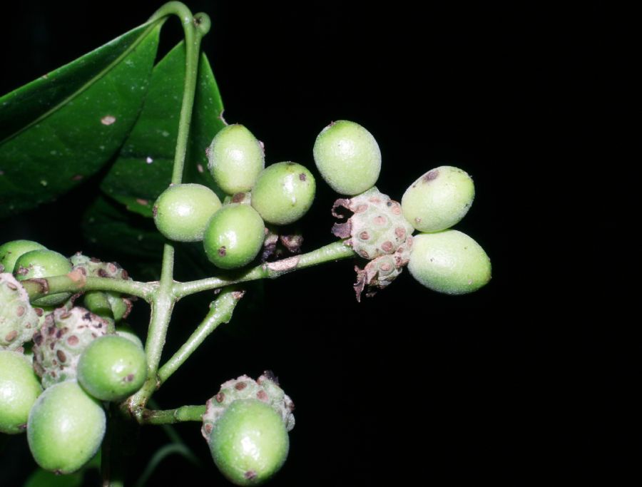 Monimiaceae Mollinedia viridiflora