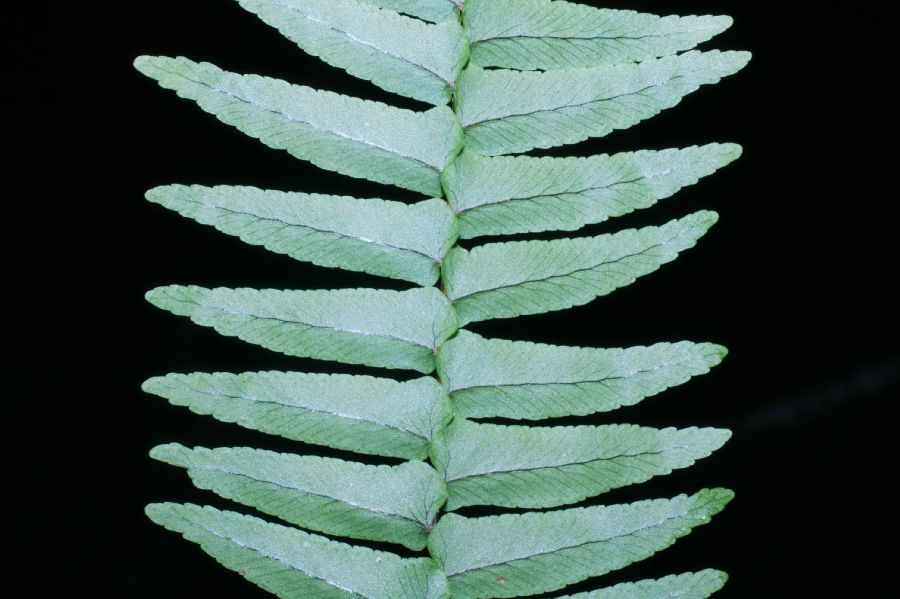 Nephrolepidaceae Nephrolepis undulata