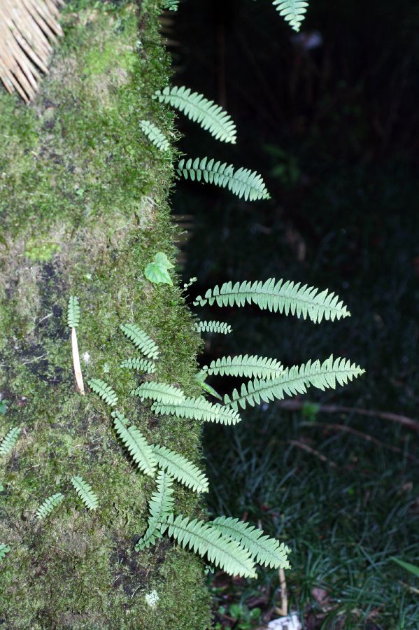 Nephrolepidaceae Nephrolepis undulata