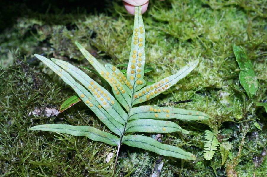  Serpocaulon sessilifolium