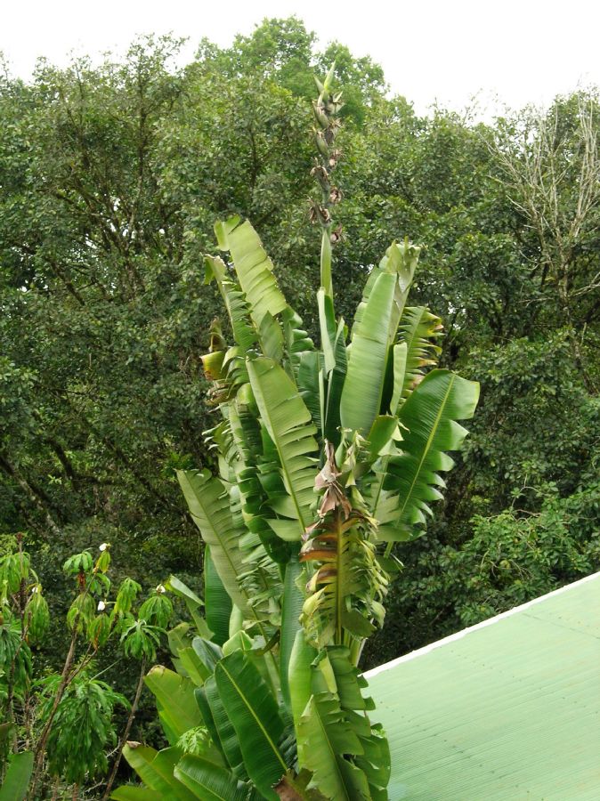 Strelitziaceae Phenakospermum guyannense