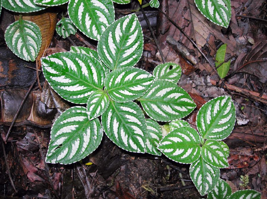Urticaceae Pilea cadieri