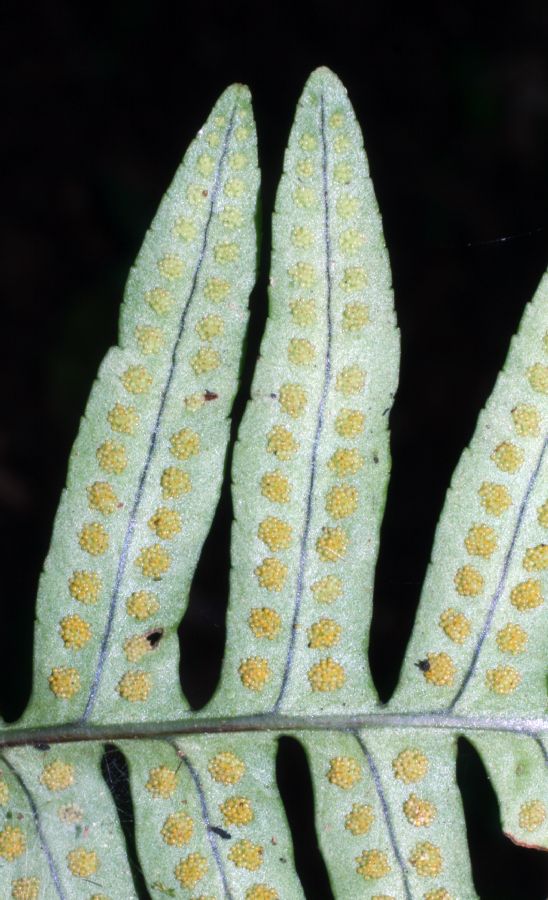 Polypodiaceae Polypodium plesiosorum