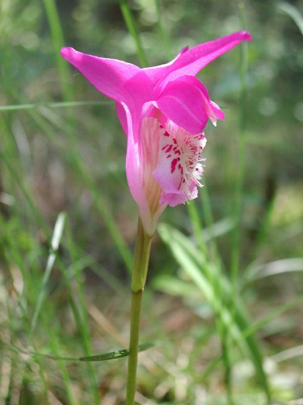 Orchidaceae Arethusa bulbosa