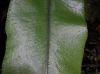 image of Elaphoglossum castaneum