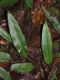 image of Elaphoglossum conspersum