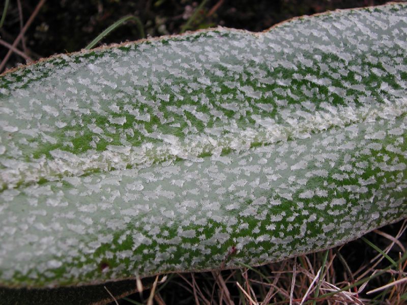 Dryopteridaceae Elaphoglossum bellermannianum