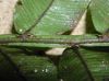 image of Lomariopsis farrarii