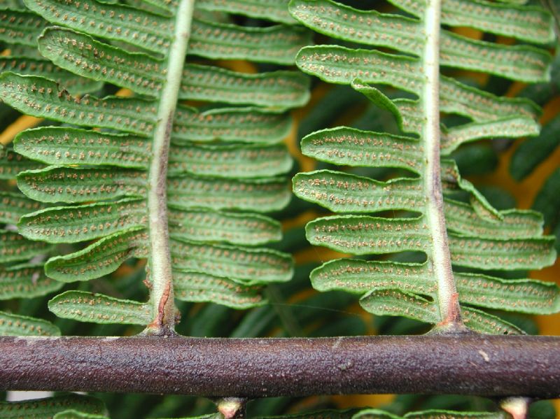 Thelypteridaceae Amauropelta thomsonii