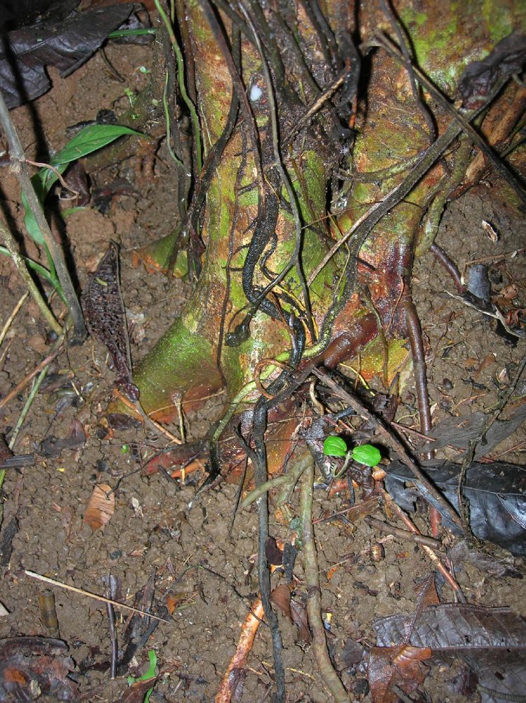 Lomariopsidaceae Mickelia nicotianifolium