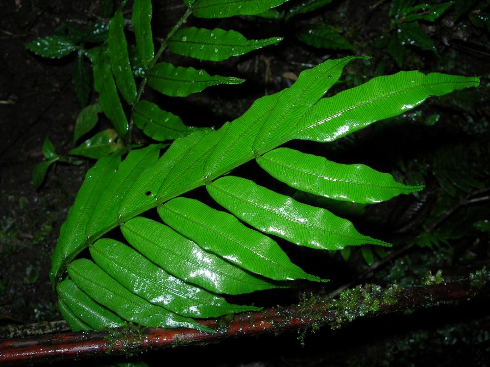 Marattiaceae Danaea moritziana