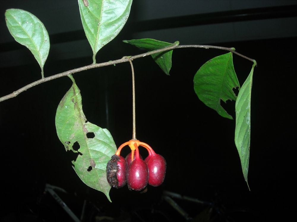 Annonaceae Cymbopetalum 