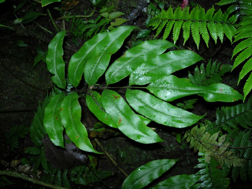 Pteridaceae Pteris praestantissima