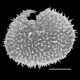 image of Megalastrum glabrior