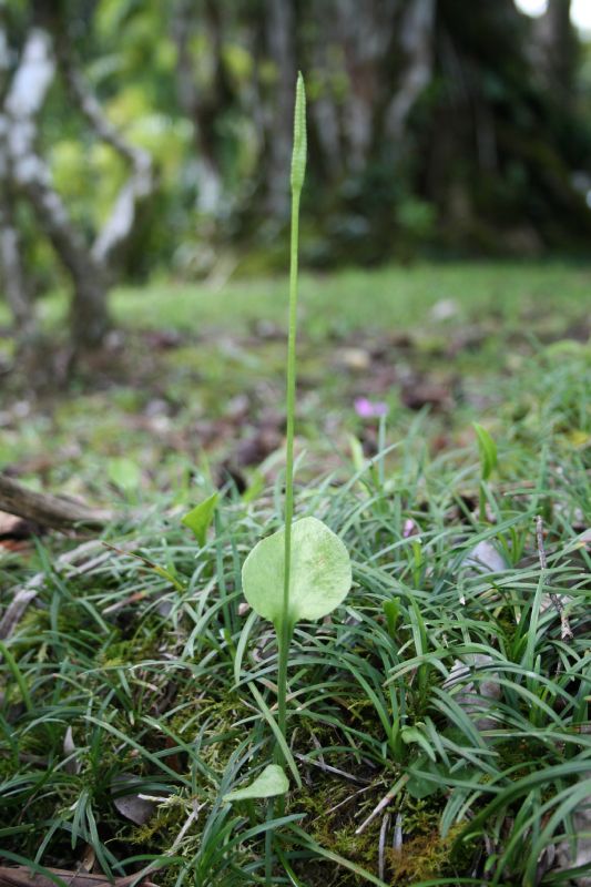 Ophioglossaceae Ophioglossum reticulatum