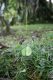 image of Ophioglossum reticulatum