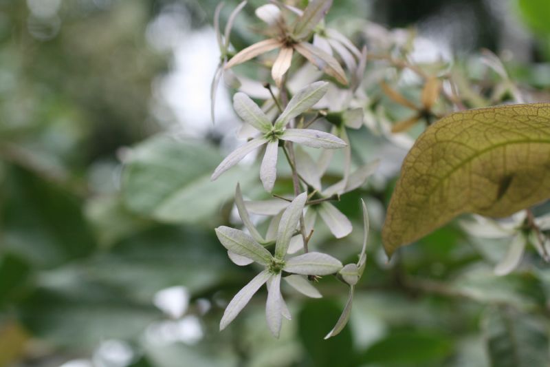 Verbenaceae Petrea volubilis