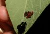 image of Aristolochia durior