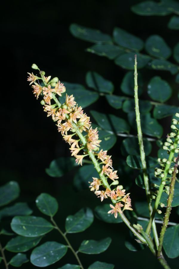 Fabaceae Adenanthera pavonia