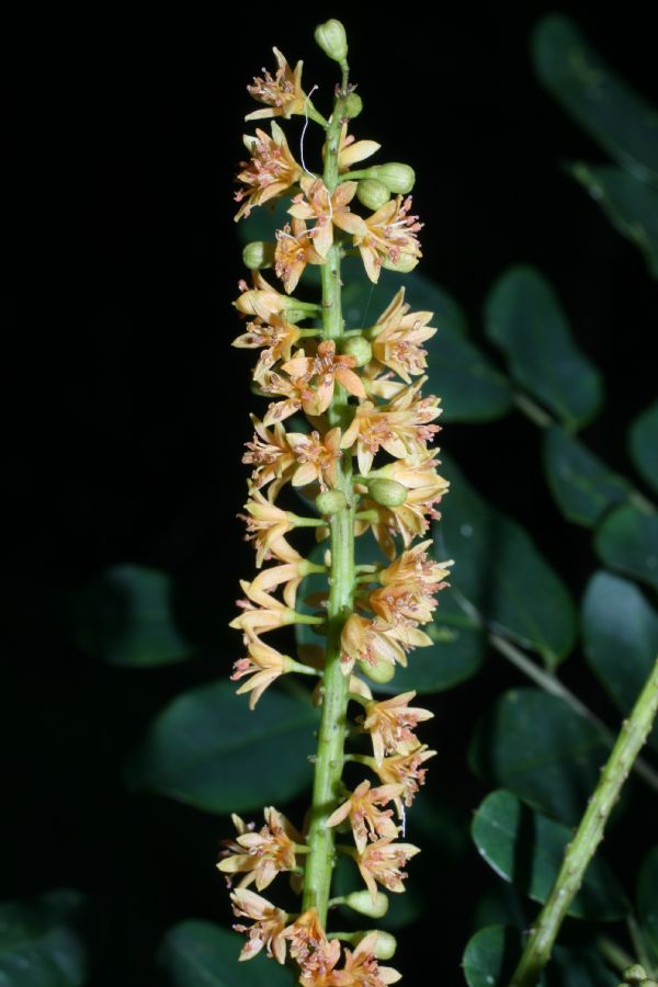 Fabaceae Adenanthera pavonia