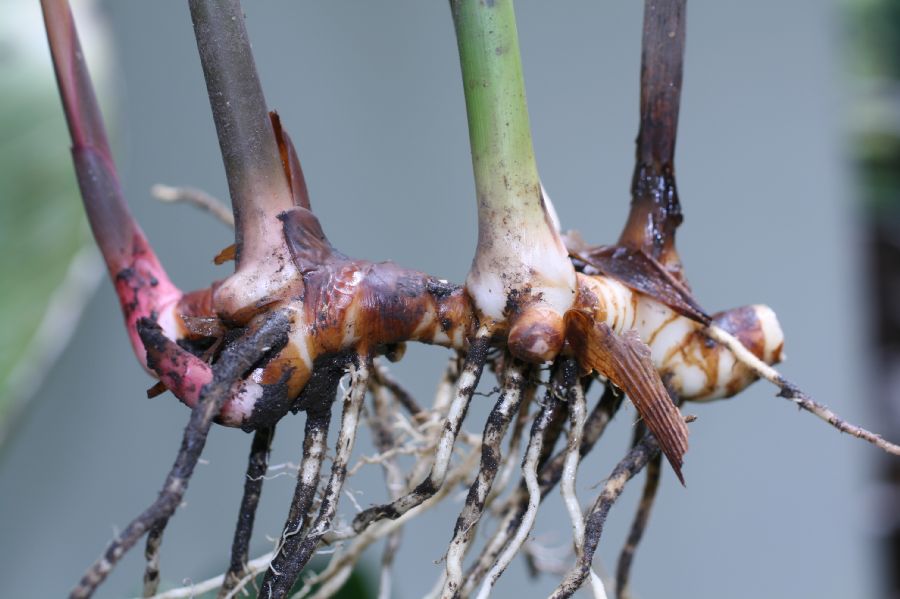 Zingiberaceae Hedychium 