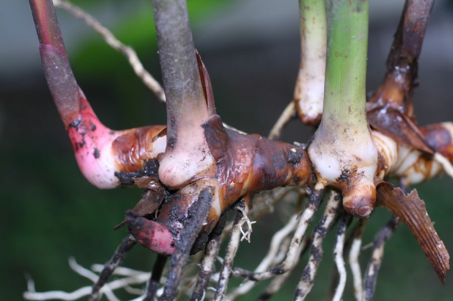 Zingiberaceae Hedychium 