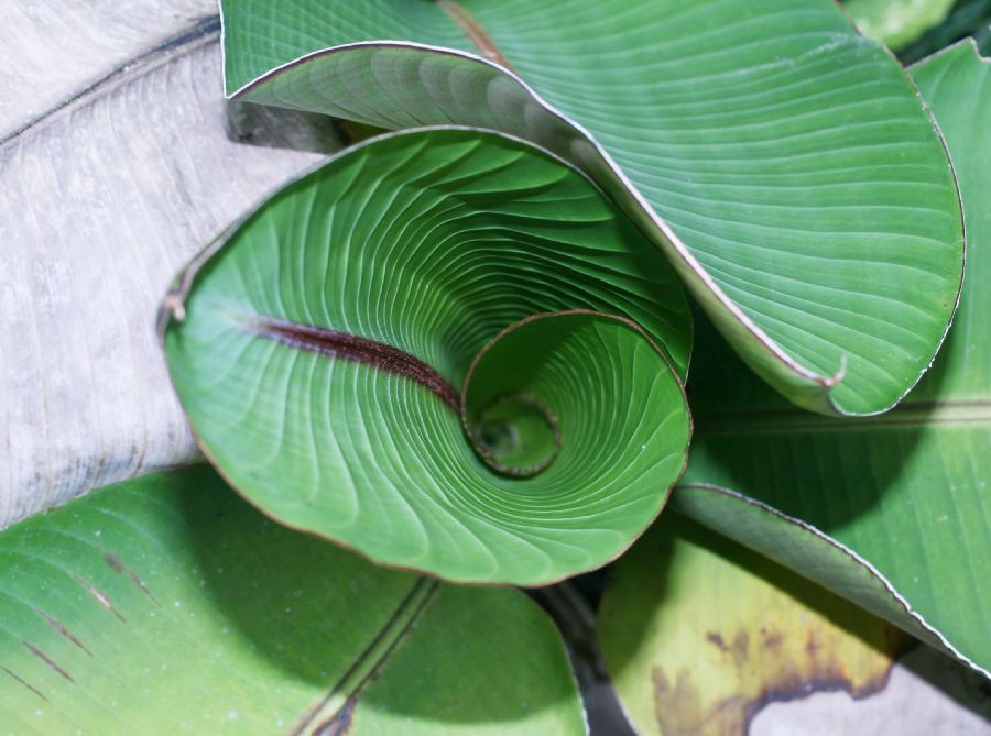 Marantaceae Maranta 