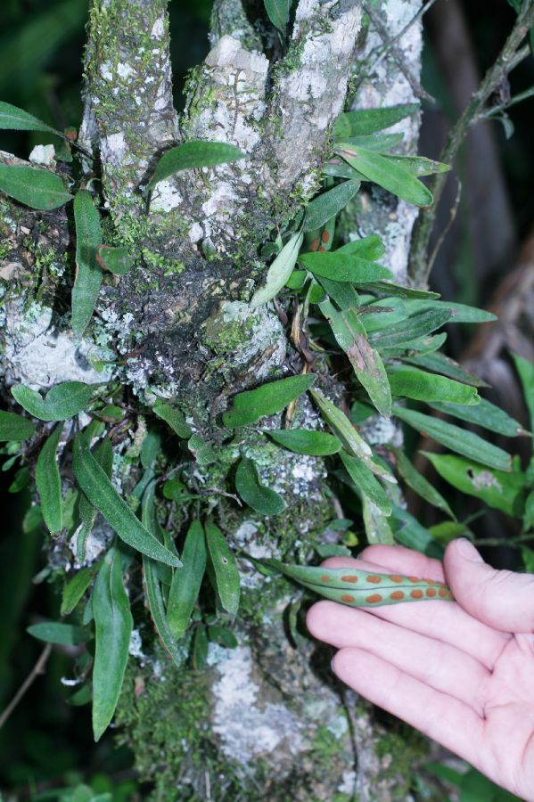Polypodiaceae Pleopeltis astrolepis