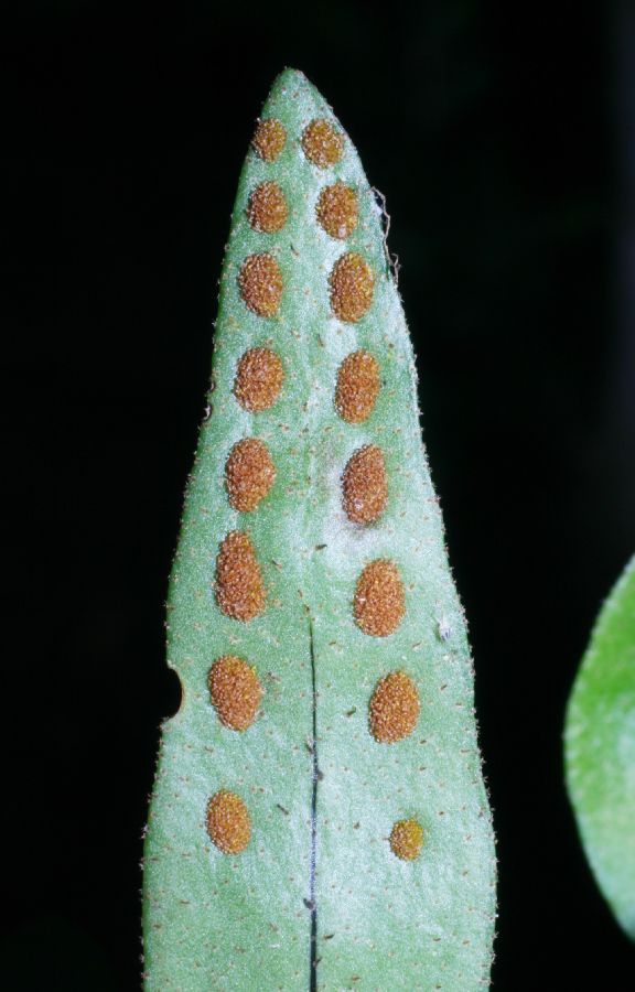 Polypodiaceae Pleopeltis astrolepis