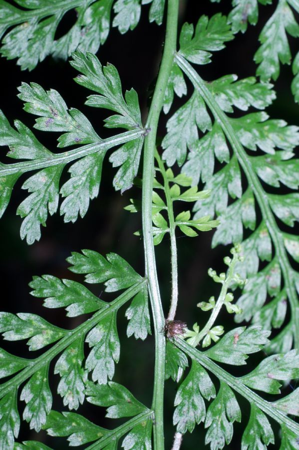 Aspleniaceae Asplenium achilleifolium