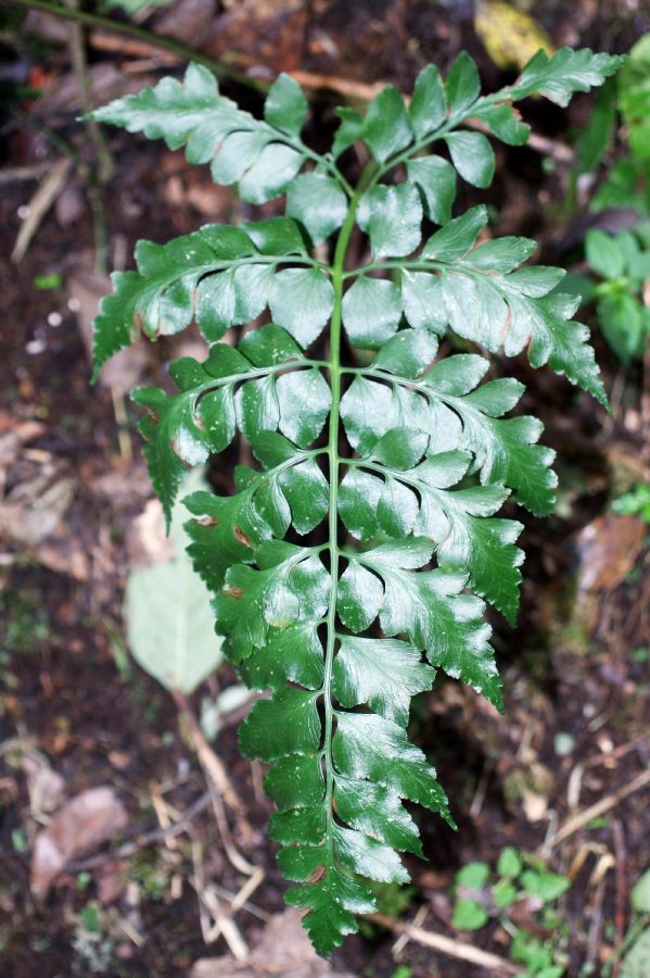 Aspleniaceae Asplenium squamosum