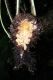 image of Elaphoglossum cotoi