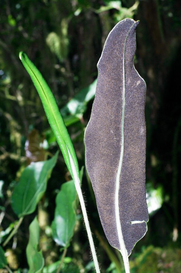 Dryopteridaceae Elaphoglossum erinaceum