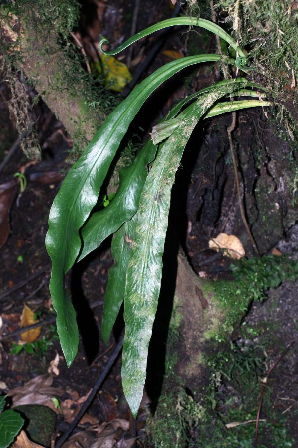 Pteridaceae Scoliosorus ensiforme