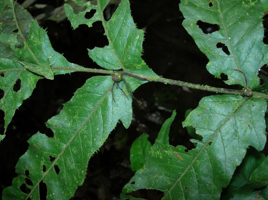 Tectariaceae Tectaria moranii