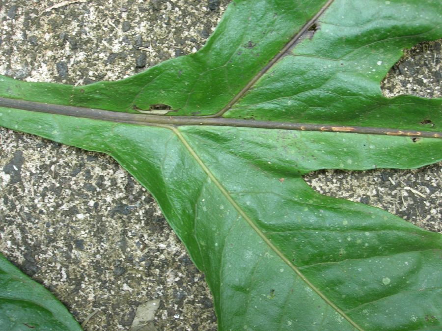 Tectariaceae Draconopteris draconoptera