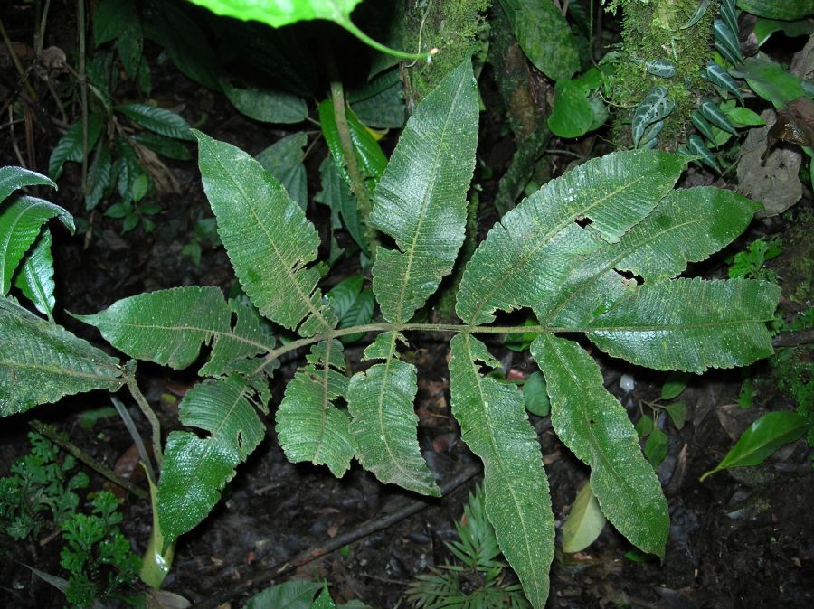 Thelypteridaceae Goniopteris mollis