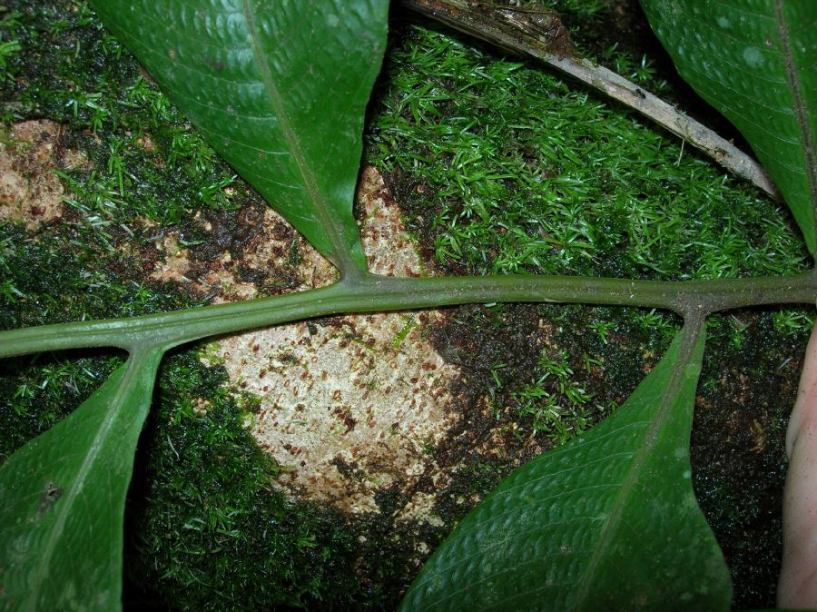 Thelypteridaceae Meniscium lingulatum