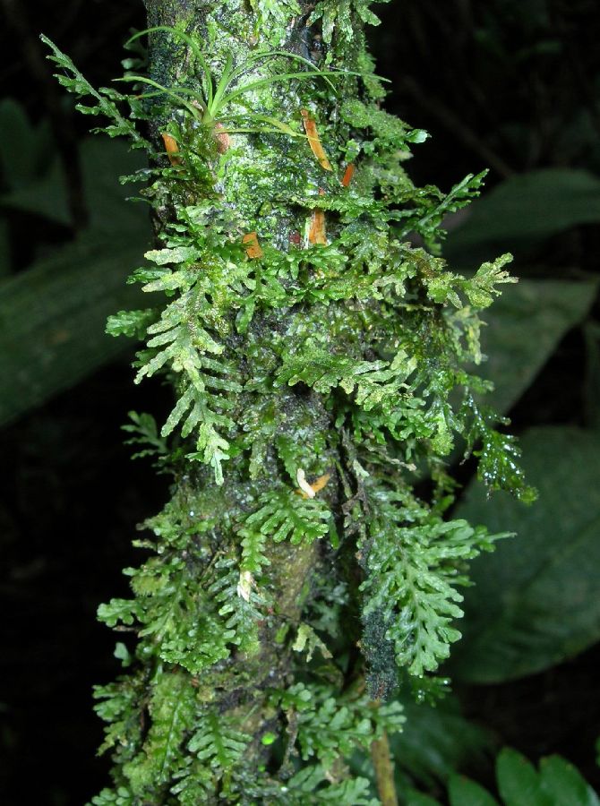 Hymenophyllaceae Didymoglossum reptans