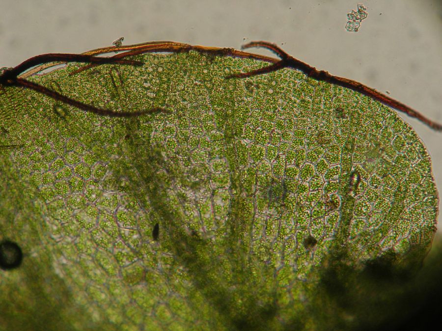 Hymenophyllaceae Didymoglossum punctatum
