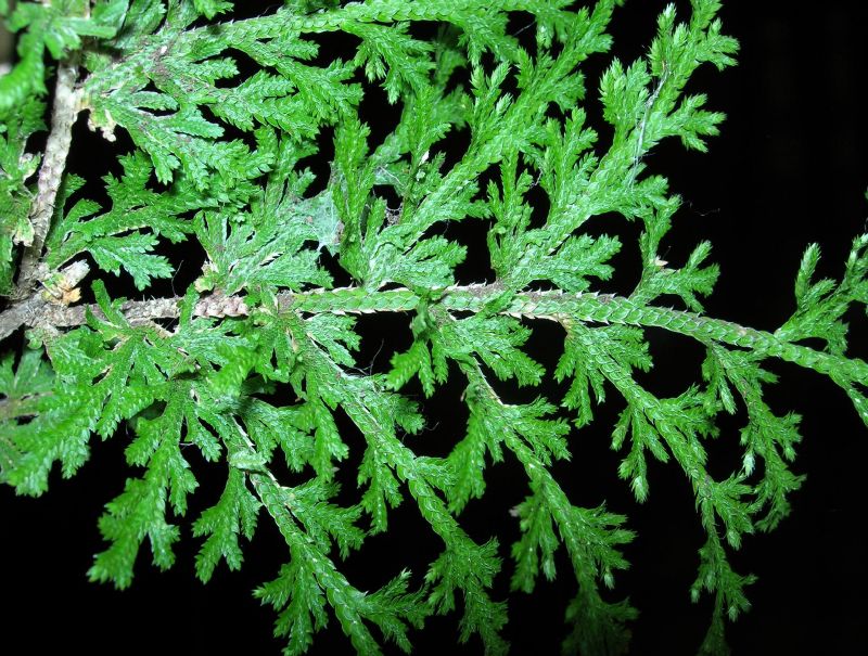 Selaginellaceae Selaginella pallescens