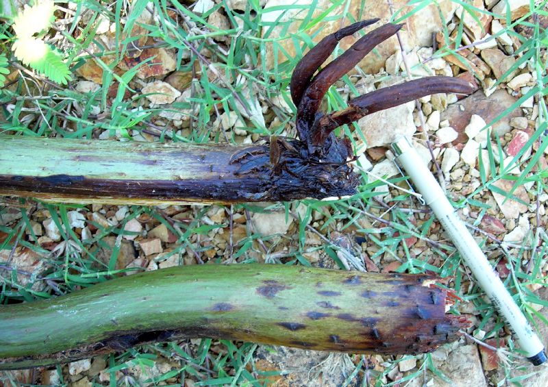 Pteridaceae Acrostichum danaeifolium