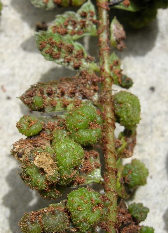 Dryopteridaceae Polystichum concinnum